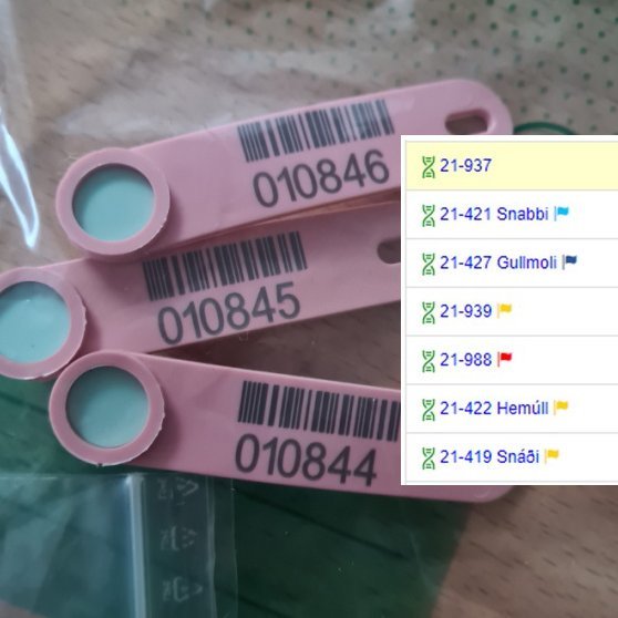 Birting arfgerðagreininga á næmi fyrir riðusmiti í Fjárvís.is