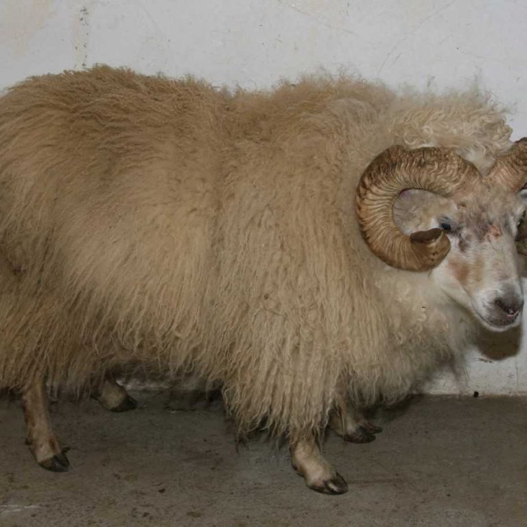 Váli 10-907 frá Gunnarsstöðum, mesti kynbótahrúturinn 2018