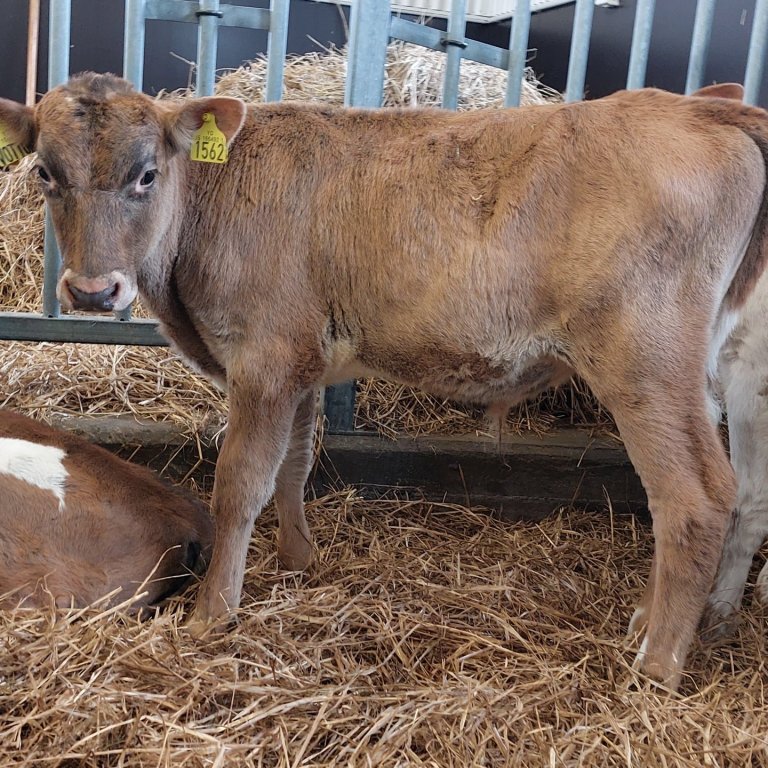 Vöttur frá Reykjahlíð á Skeiðum, undan Knetti 16006 og Vörslu 1254