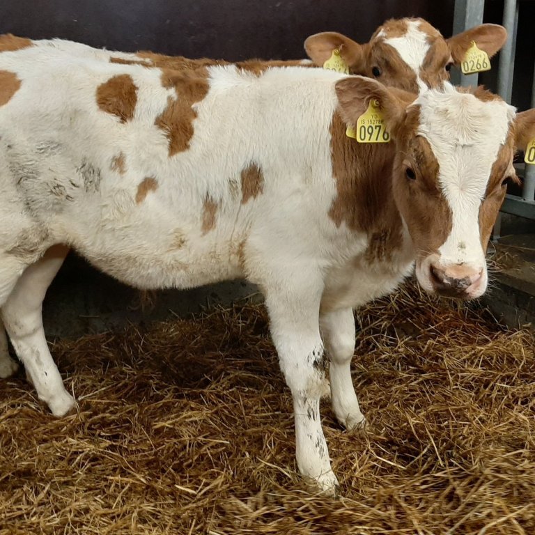 Winston frá Svertingsstöðum 2 í Eyjafjarðarsveit, undan Jörfa 13011 og Þulu 766