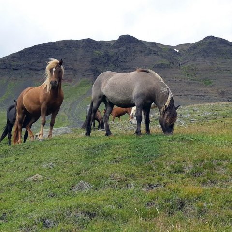 Tólf bú tilnefnd sem ræktunarbú ársins 2025