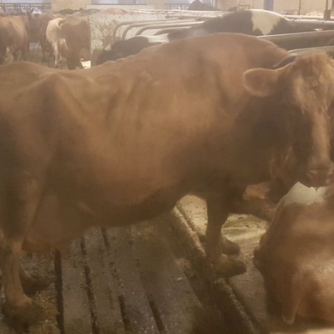 Bleik 995 í janúar 2023. Mynd: Pétur Friðriksson