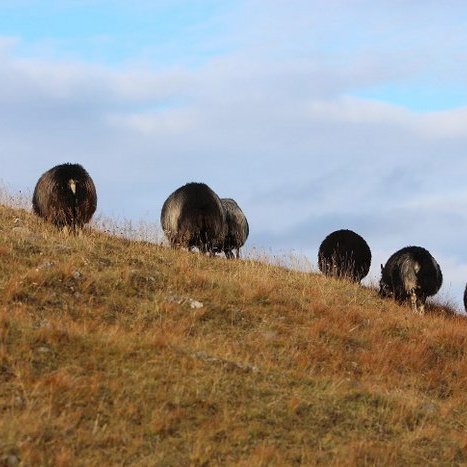 Nú er tími haustskýrslna!