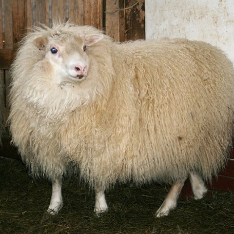 Riðuarfgerðargreiningar – síðasti skiladagur 1. des!