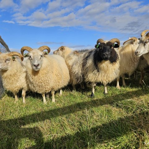 Uppfærsla á Fjárvís.is og leiðbeiningar varðandi haustskil