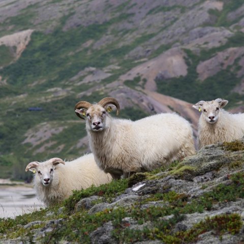 Fagfundur sauðfjárræktarinnar – verðlaunahafar og upptaka af fundinum
