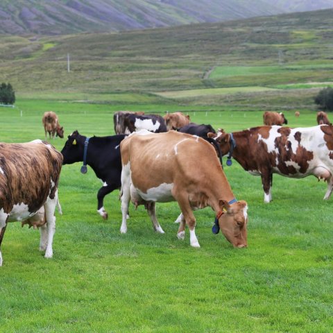 Afkoma mjólkurframleiðenda 2022-2024