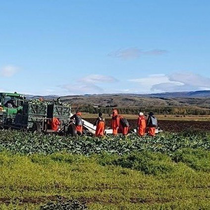 Umsóknir um jarðræktarstyrki í garðyrkju