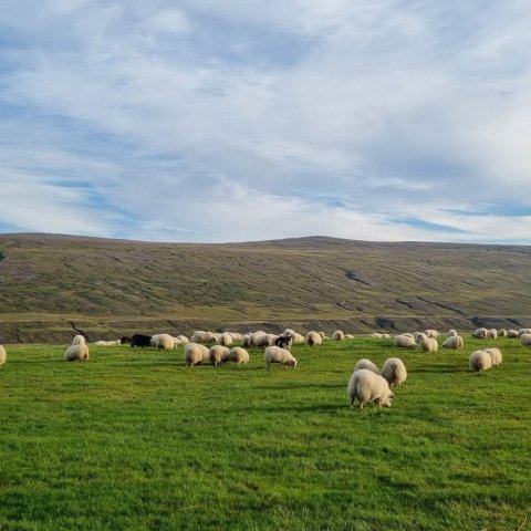 Hefur þú áhuga á að vinna við sauðfjárdóma?