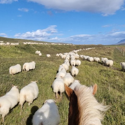 Breytingar á heildareinkunn kynbótamats í sauðfjárrækt