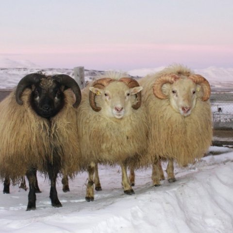 Afkvæmarannsóknir hjá bændum 2025