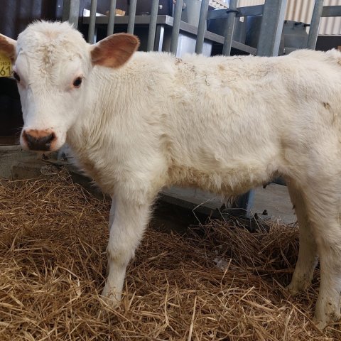 Nói frá Stærribæ. Mynd: NBÍ