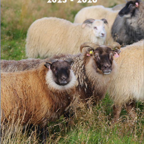 Lokafrestur til að „sækja um“ hvatastyrki vegna sauðfjársæðinga er fimmtudagurinn 8 janúar