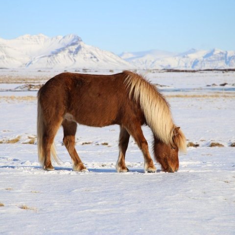 Sköpulagsdómar hrossa – aukinn sveigjanleiki eftir fimm vetra aldur