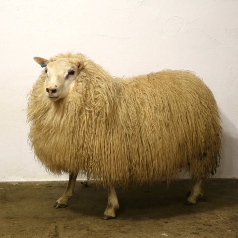 Leví í lagi