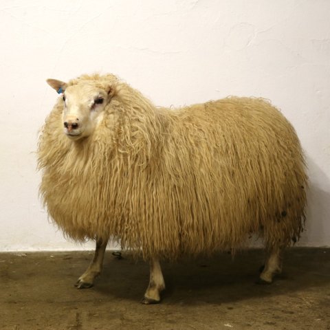 Leví frá Hófgerði
Mynd: Halla Eygló Sveinsdóttir