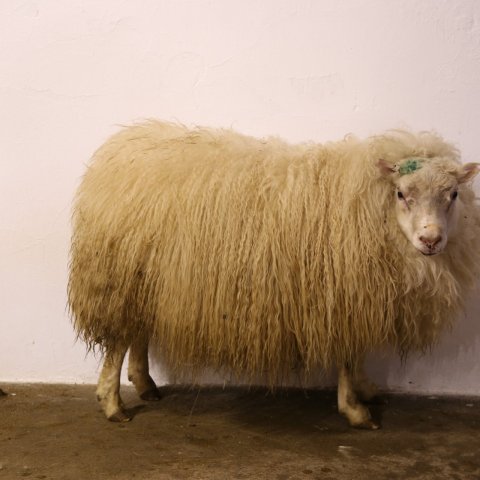 Flestir sæðisskammtar voru sendir út frá sæðingastöð úr Völusteini 25-828 frá Villingadal