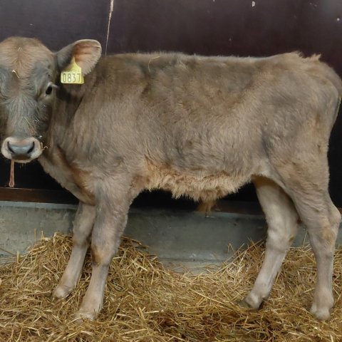 Amor frá Miðdal í Kjós, sonur Grána 23010 og Amöbu 724. Mynd frá Nautastöðinni á Hesti.