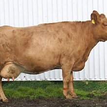 Breytingar á nautsmæðraskrá og skrá yfir efnilegar kvígur