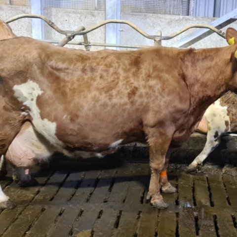 Vænting 1271 í fjósinu í Gunnbjarnarholti í desember 2025. Mynd: Berglind Bjarnadóttir.