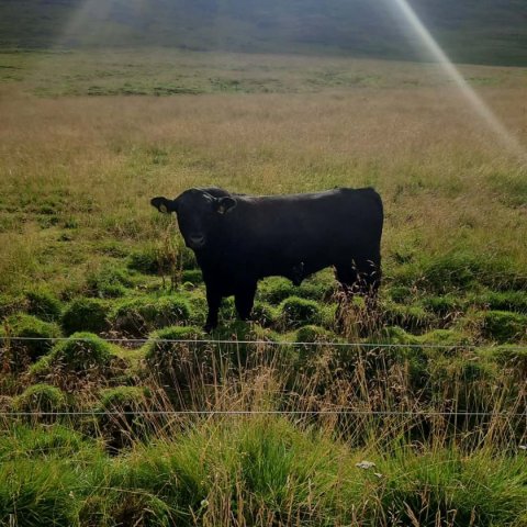 Höfundur myndar: Rúnar Þór Ragnarsson, Steinsstöðum og Efstalandi.