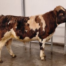 Tumi 24014. Mynd: NBÍ.