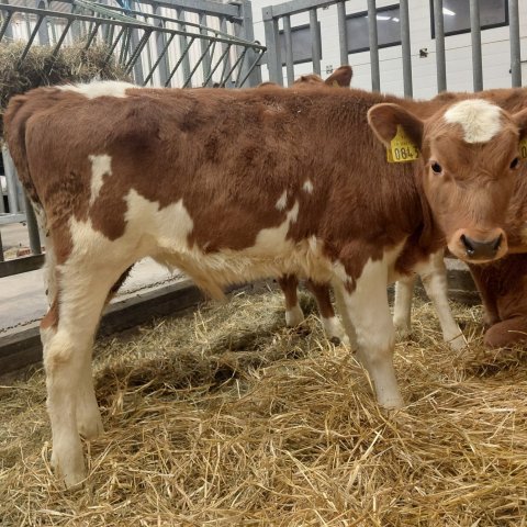 Pjakkur frá Miðdal í Kjós, sonur Snáða 23017 og Froðu 728, dóttur Púða 20025. Mynd frá Nautastöðinni&hellip;