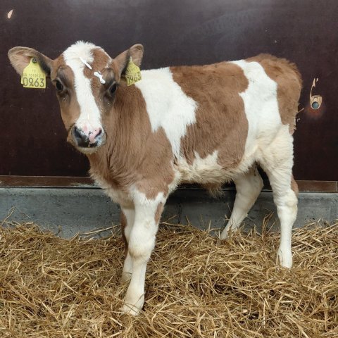 Svanur frá Búrfelli í Svarfaðardal, sonur Grána 23010 og Brúðu 635. Mynd frá Nautastöðinni á Hesti.